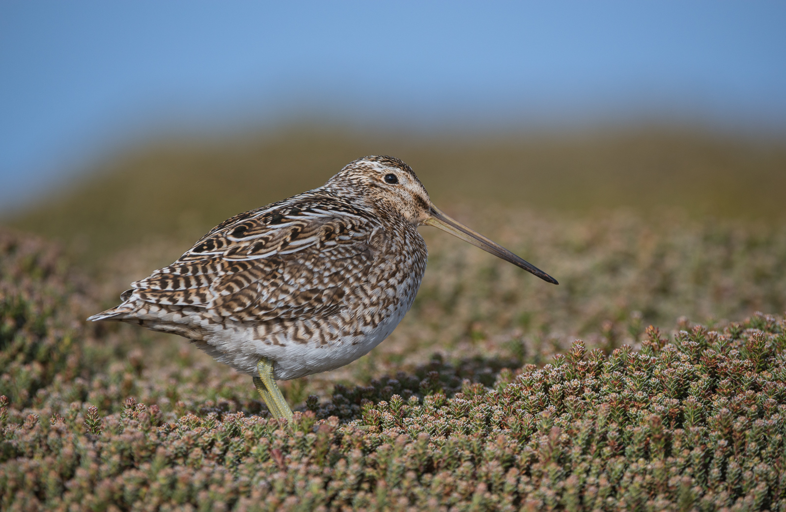 Magellanic Snipe, Sea Lion Island, Falkland Islands