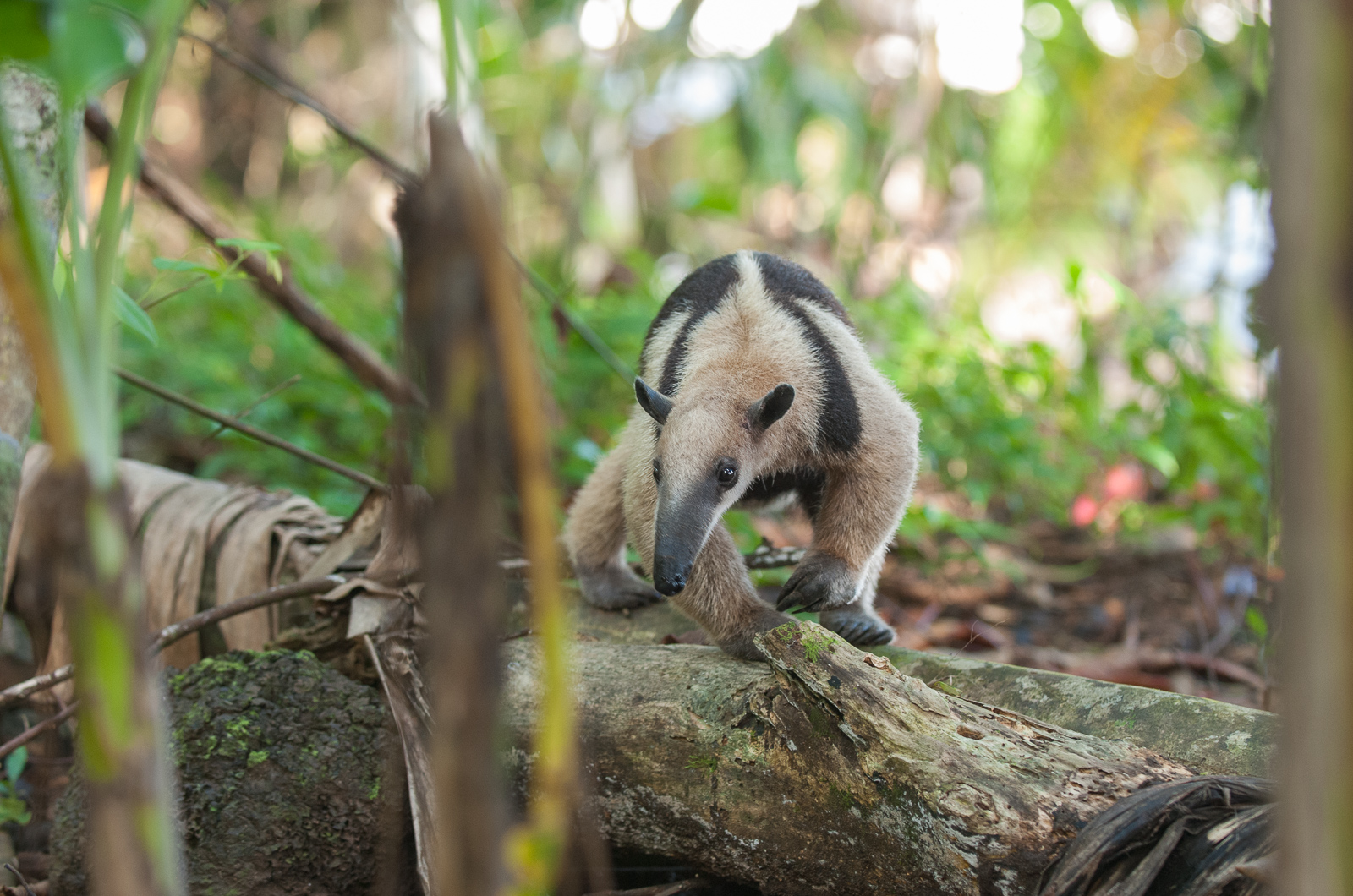 Northern Tamandua, Corcovado National Park, Costa Rica