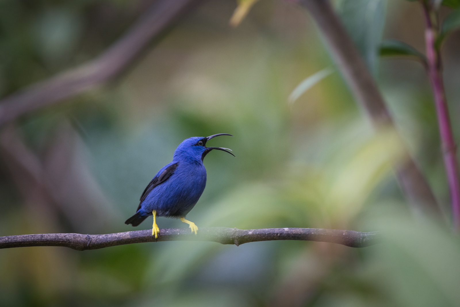 Purple Honeycreeper, Asa Wright Nature Center, Trinidad
