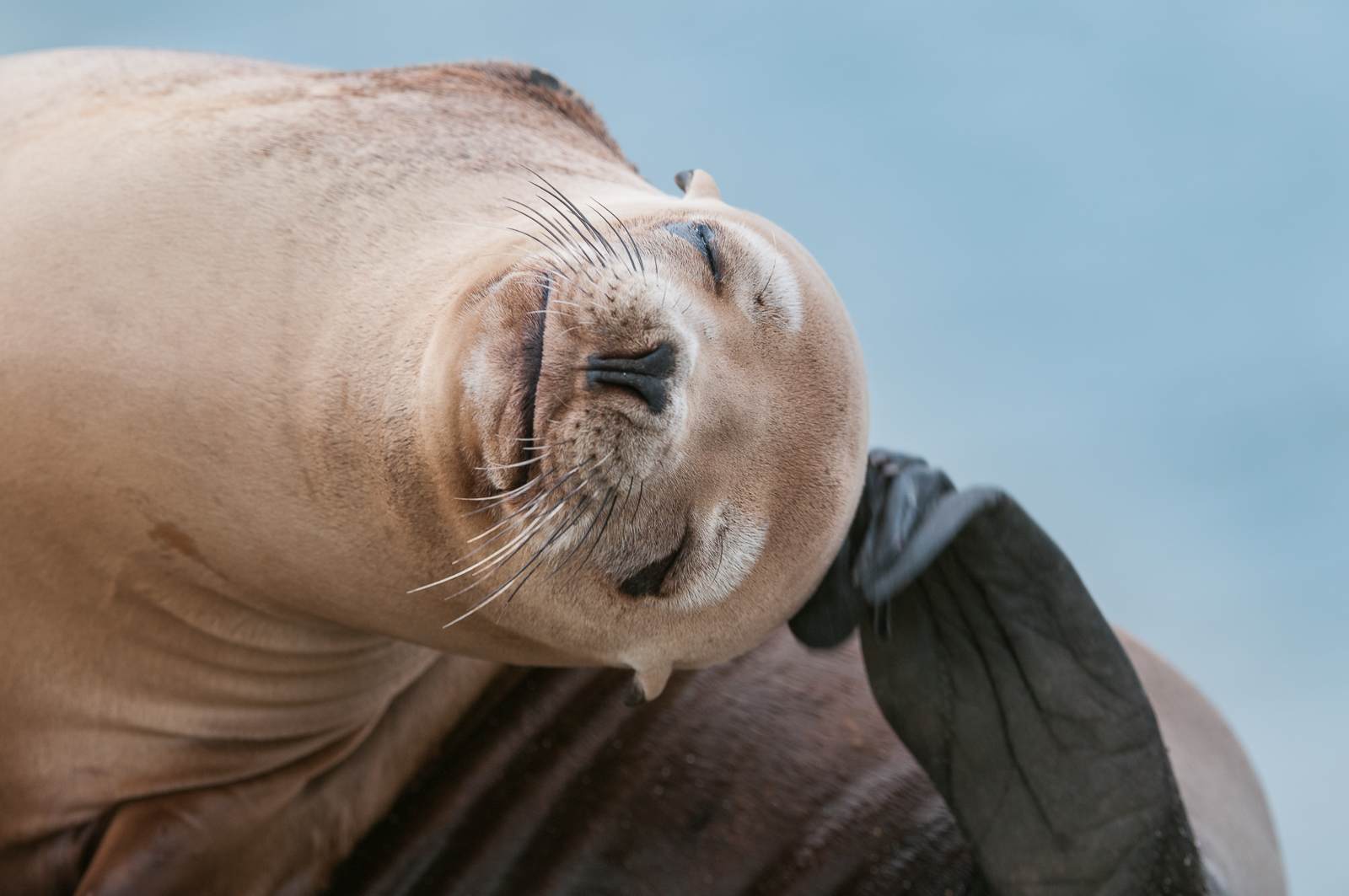 California Sea Lion, Moss Landing, California
