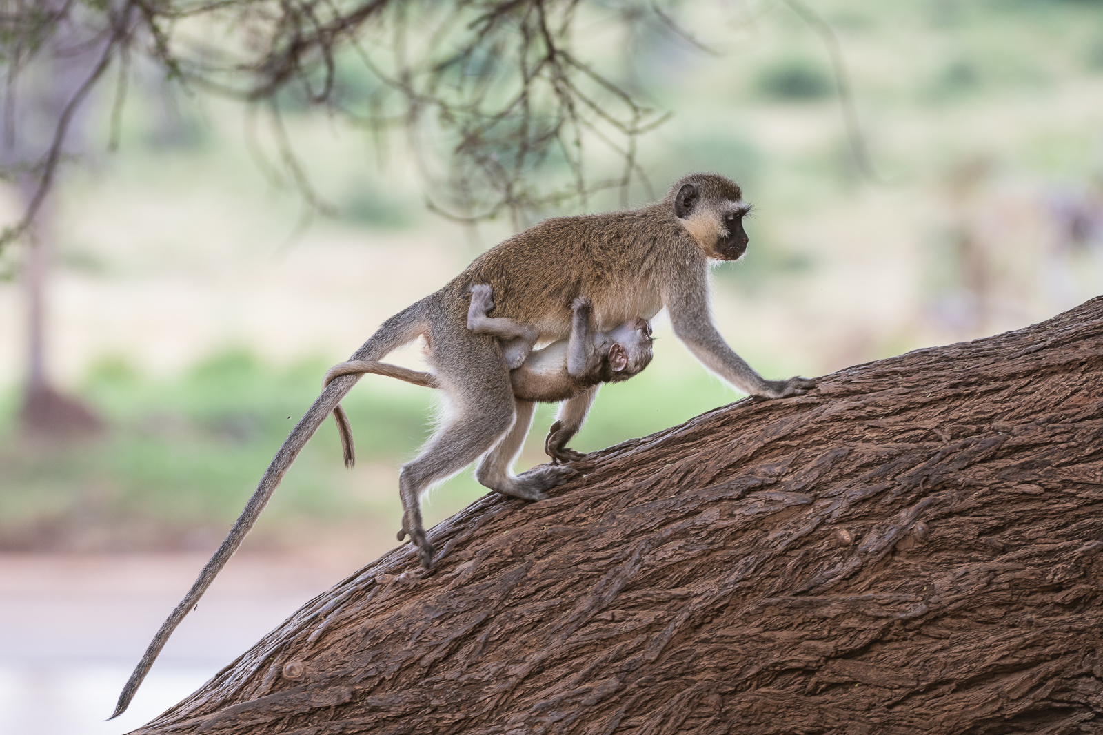 Vervet Monkey with Infant, Samburu, Kenya