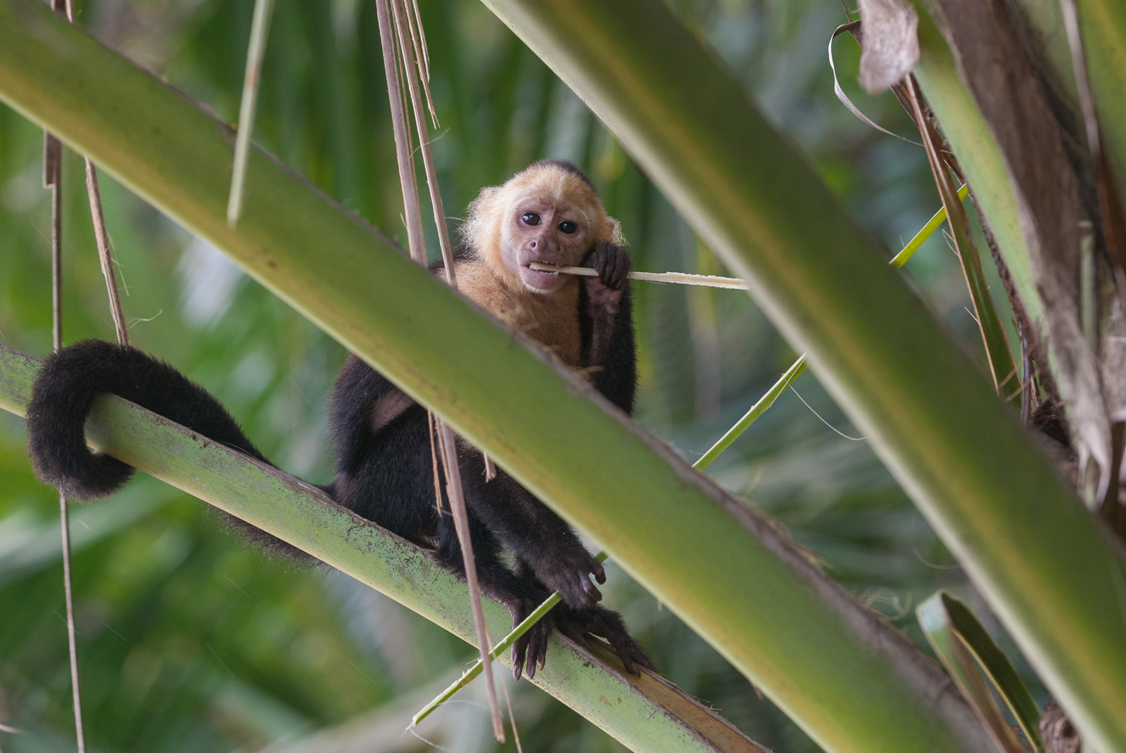 Panamanian White-Faced Capuchin, Corcovado National Park, Costa Rica