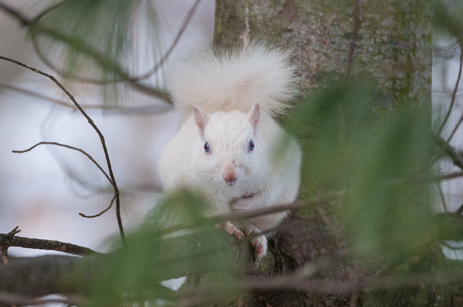 White Eastern Gray Squirrel, Olney, Illinois