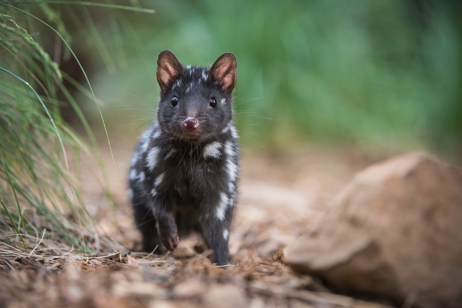 Eastern Quoll, Tasmania, Australia