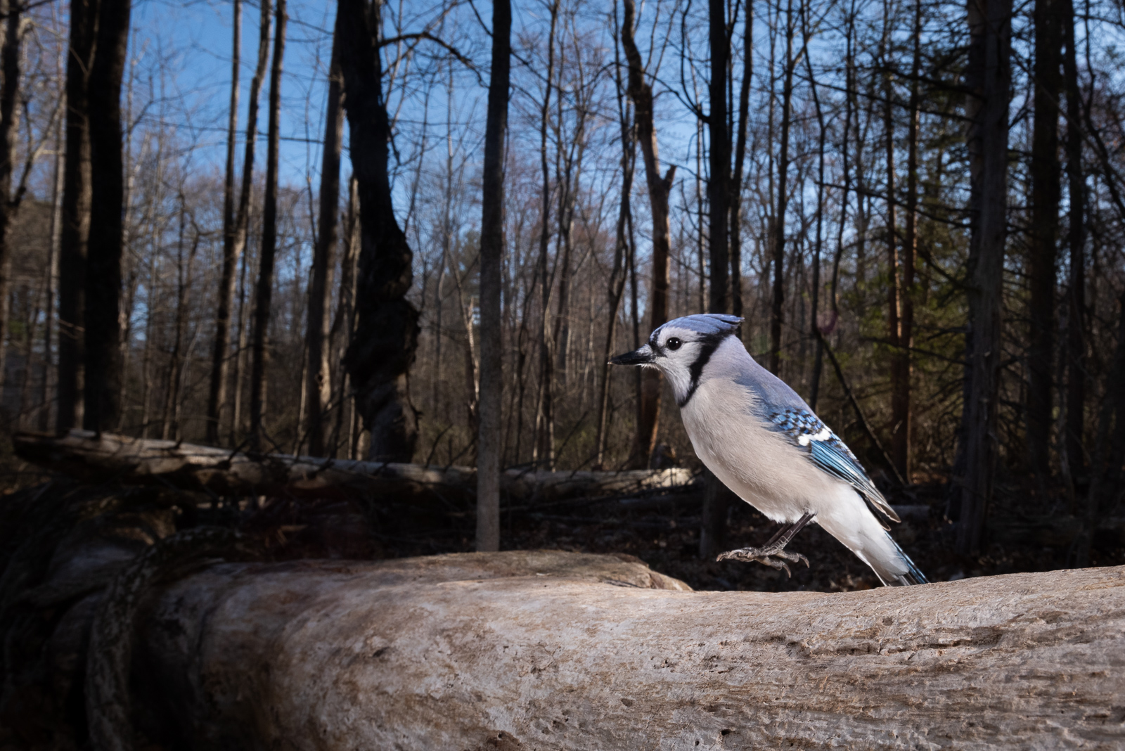 Levitating Blue Jay