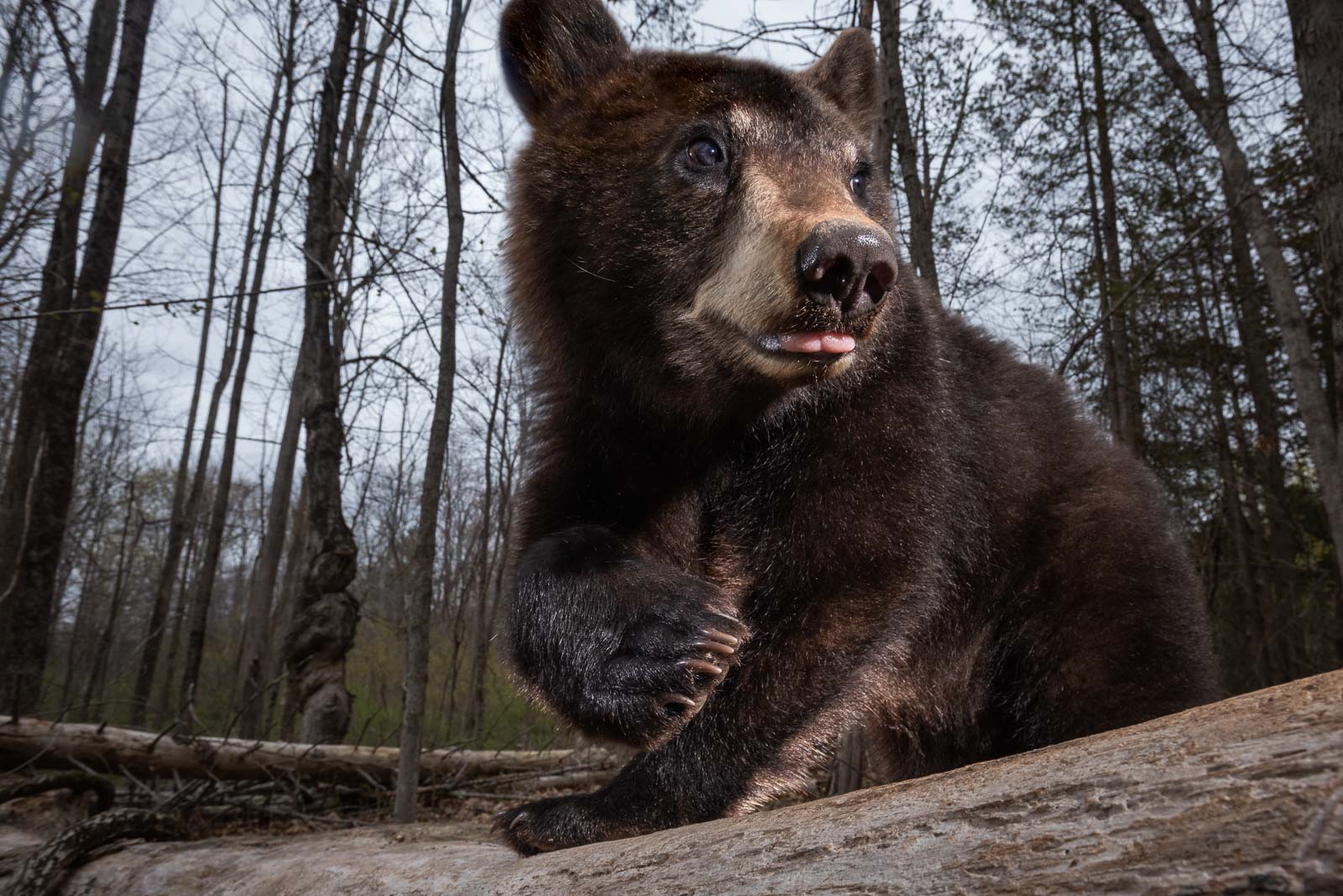 Black Bear Cub, Farmington, Connecticut