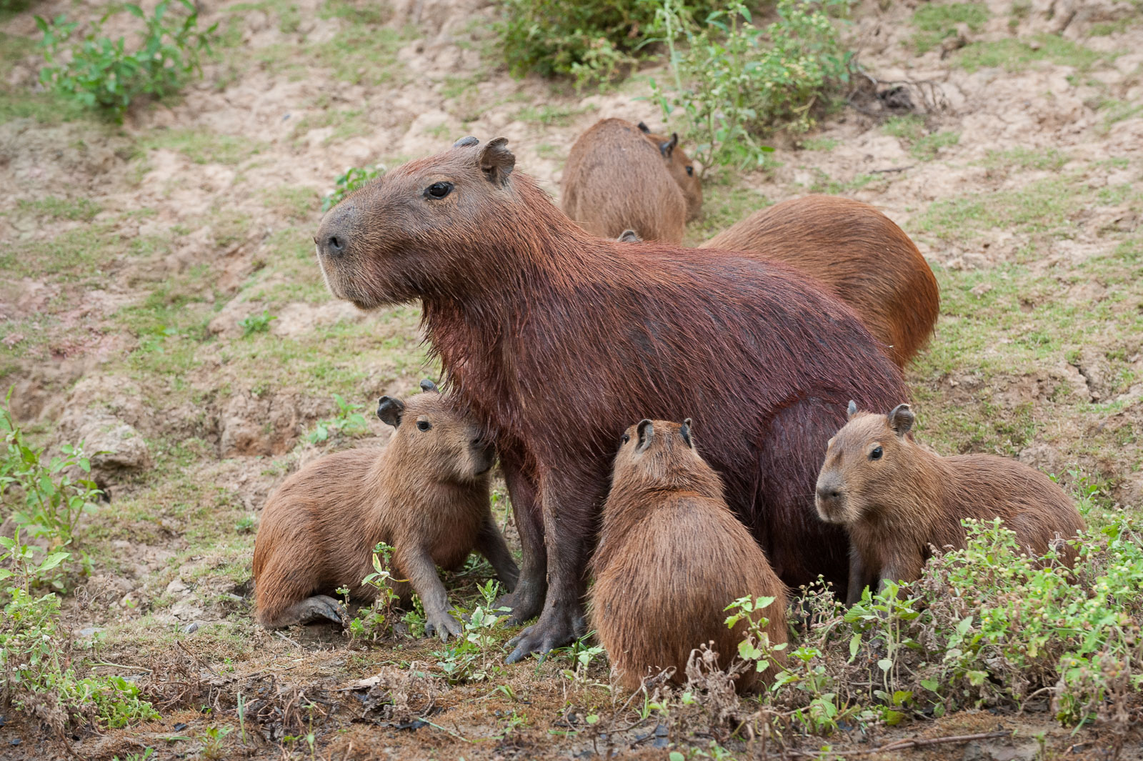 Capybara and Pups, Pampas Region, Bolivia