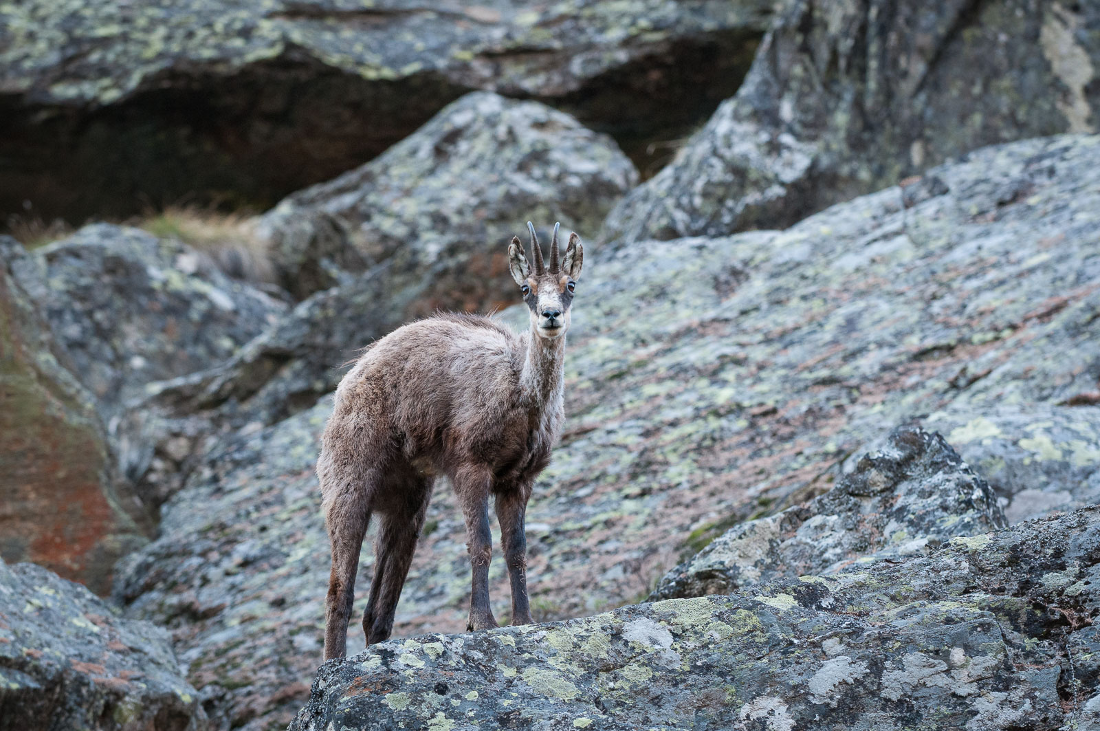 Chamois, Italian Alps