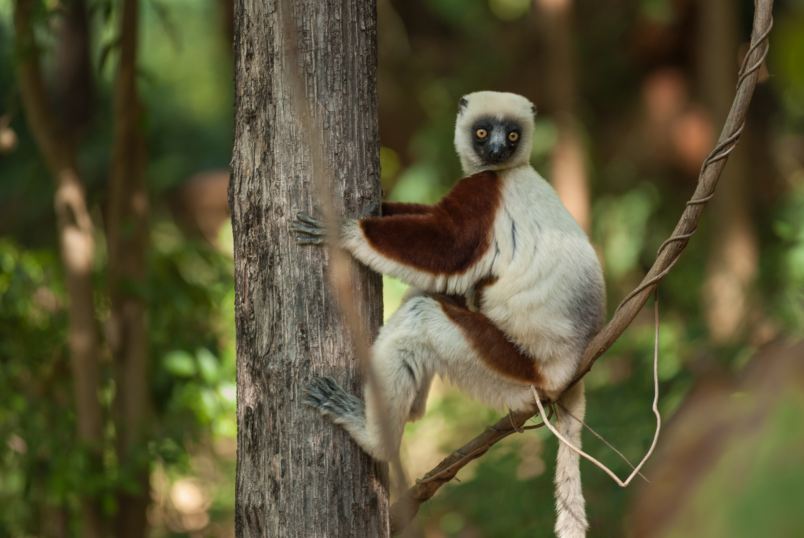 Coquerel's Sifaka, Ankarafantsika National Park, Madagascar