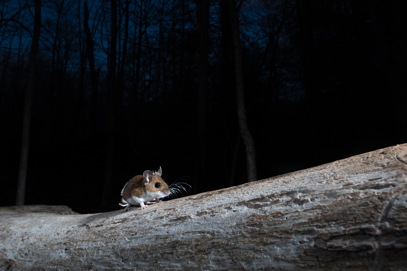 Deer Mouse, Farmington, Connecticut