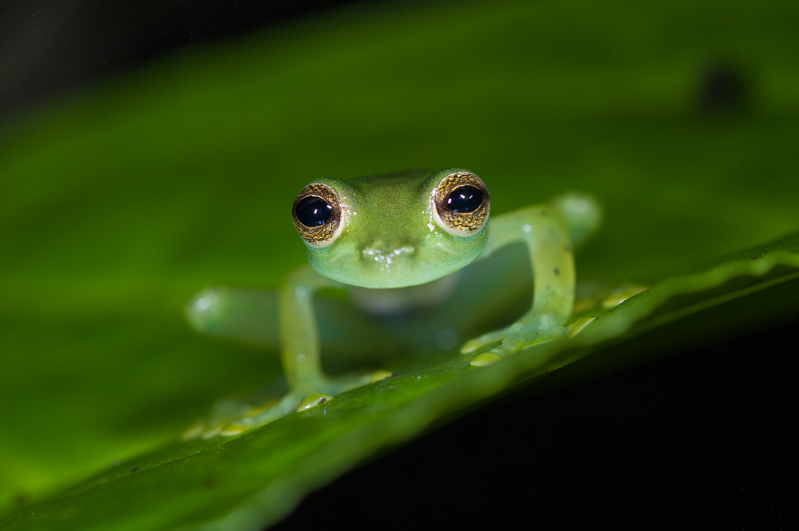 Glass Frog, Ecuador
