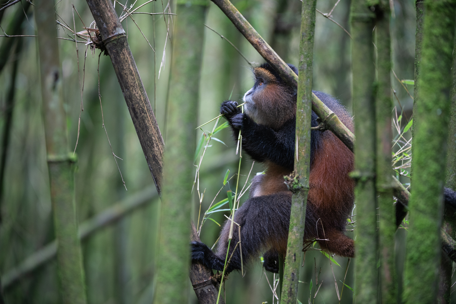 Golden Monkey, Mgahinga National Park, Uganda