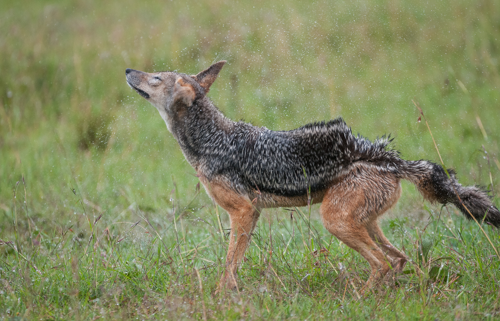 Black-Backed Jackal, Laikipia, Kenya