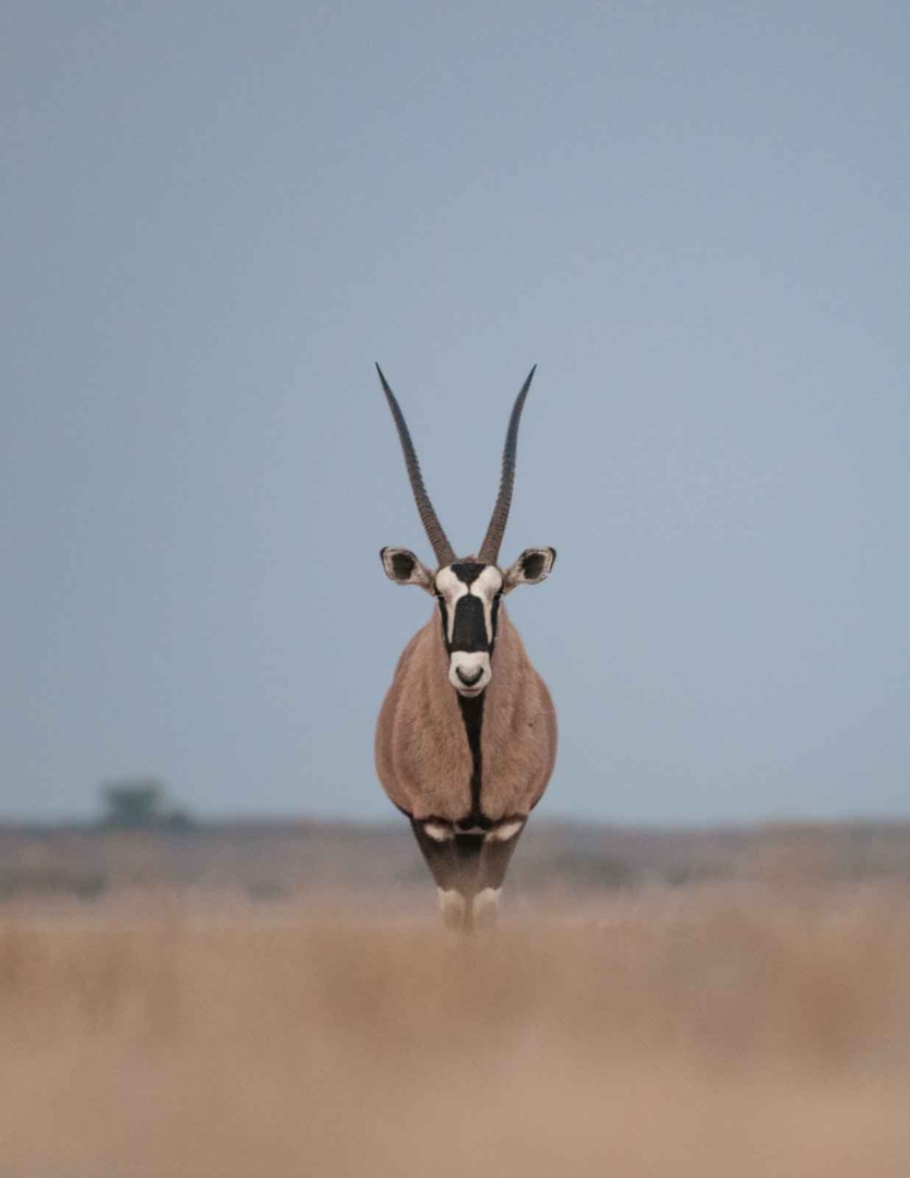 Gemsbok, Central Kalahari Game Reserve, Botswana