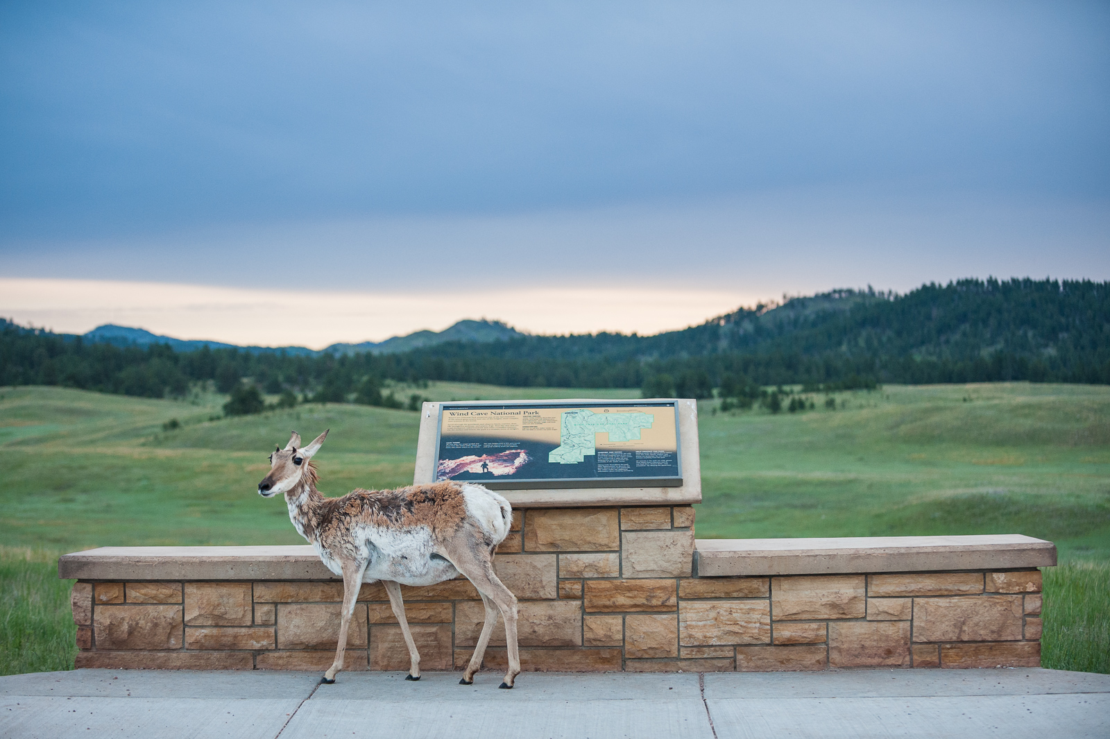 Pronghorn, Wind Cave National Park, South Dakota