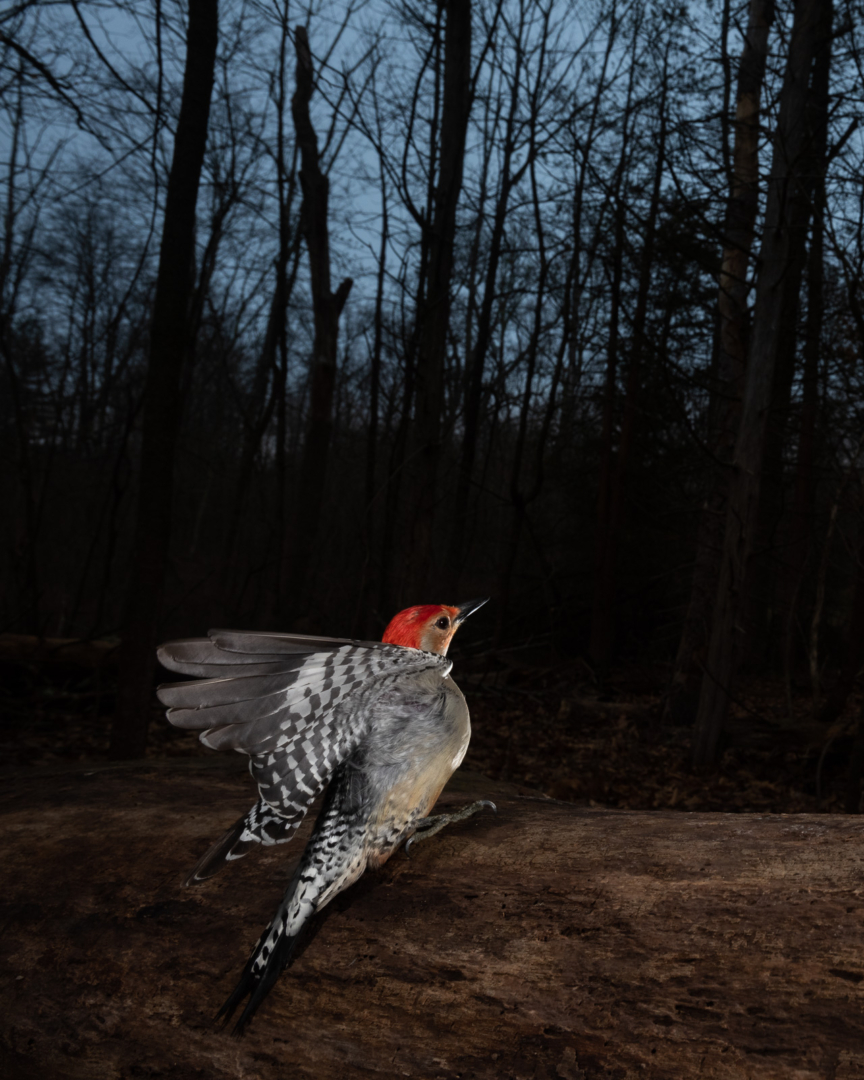 Red-Bellied Woodpecker, Farmington, Connecticut