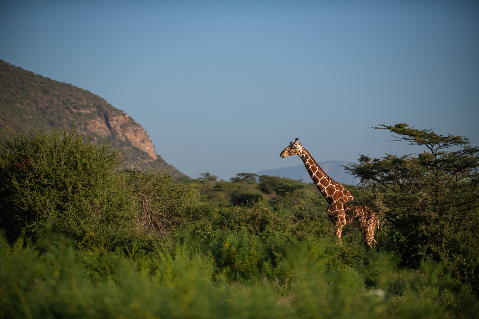 Reticulated Giraffe, Samburu, Kenya