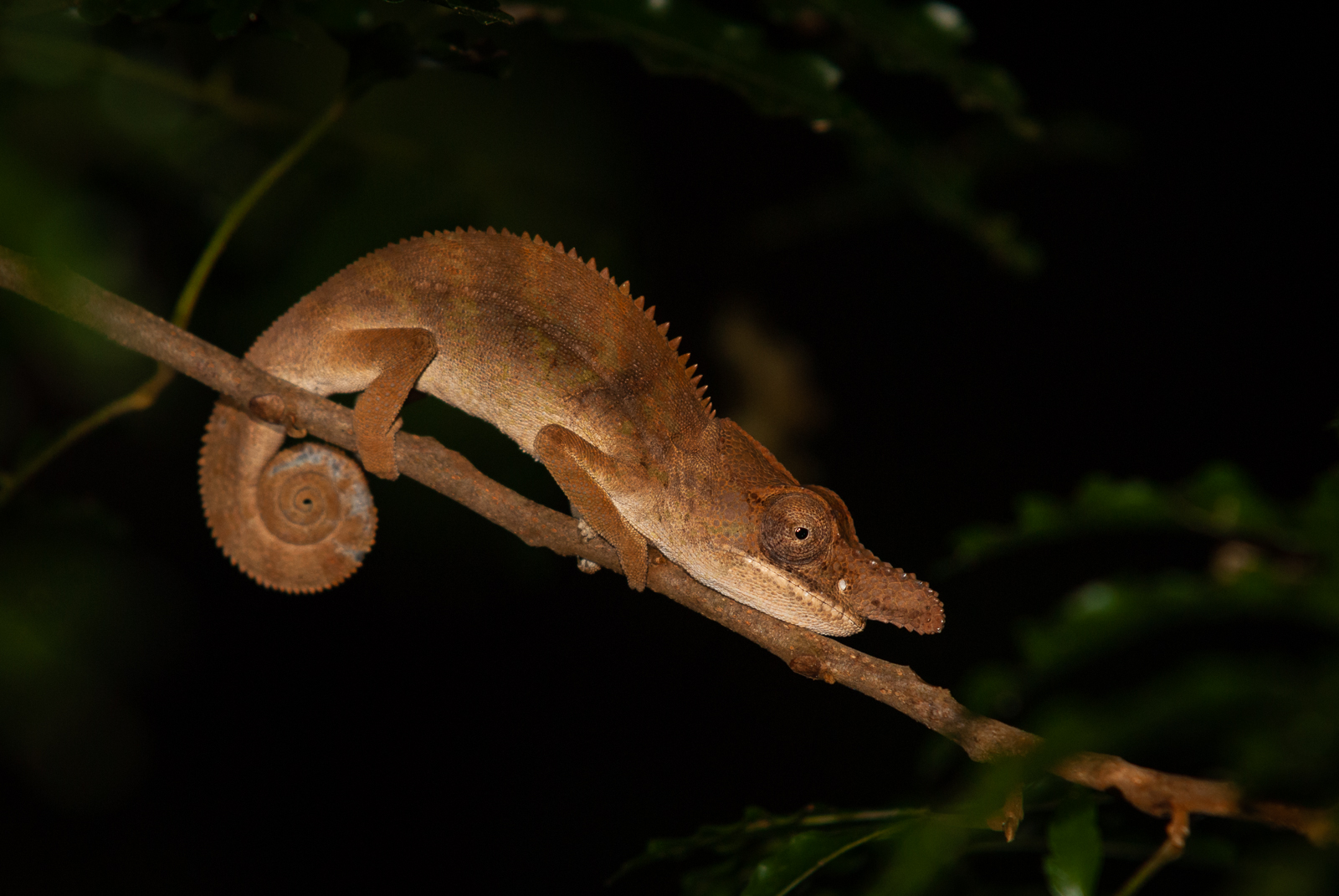 Rhinoceros Chameleon, Ankarafantsika National Park, Madagascar