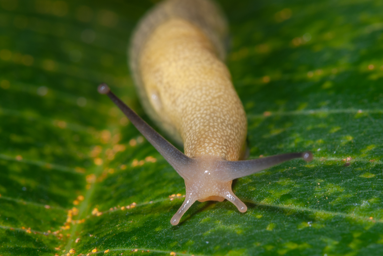 Banana Slug, Maroantsetra, Madagascar