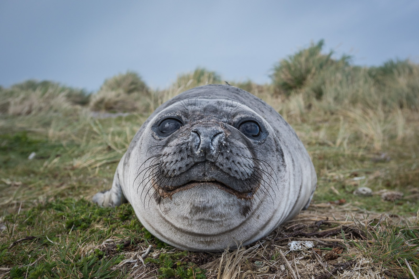 Southern Elephant Seal, Carcass Island, Falkland Islands