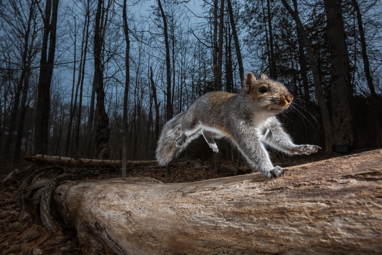 Eastern Gray Squirrel, Farmington, Connecticut