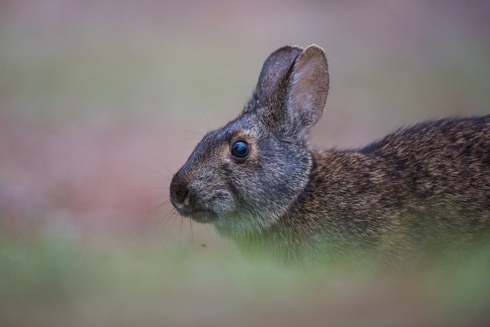 Swamp Hare, Saint Andrews State Park, Panama Beach City, Florida