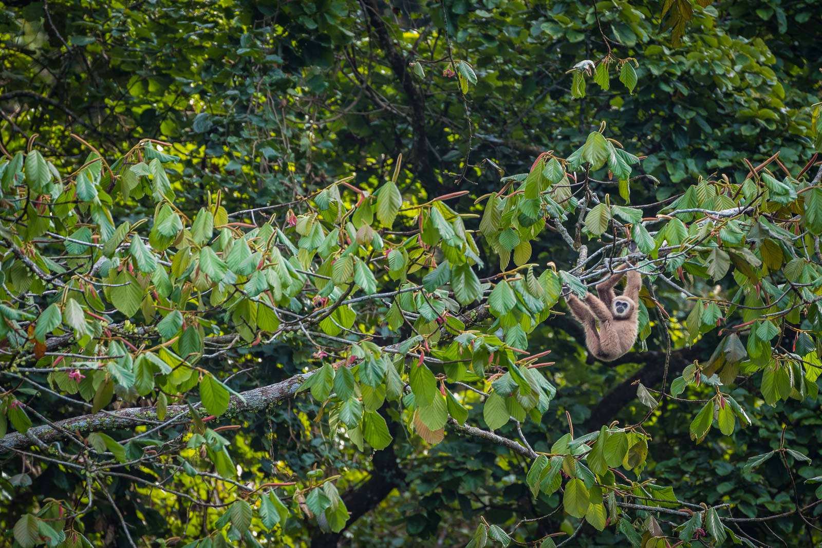 White-Handed Gibbon, Khlong Saeng, Thailand