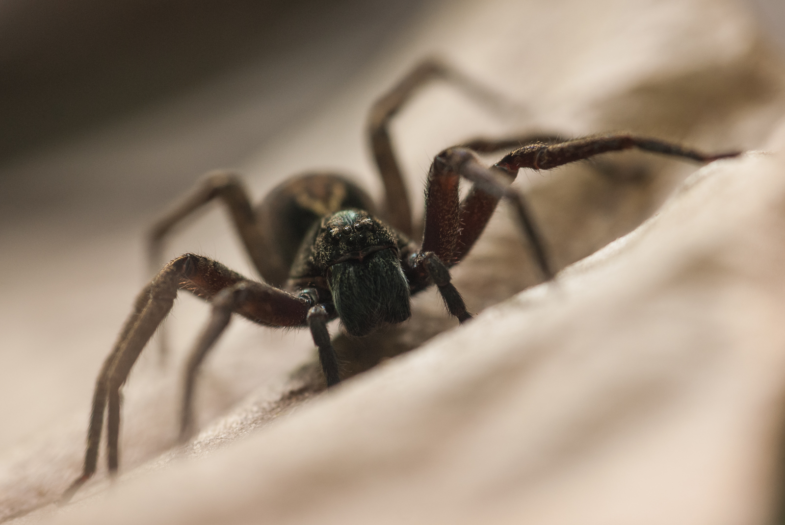 Tarantula, Pavones, Costa Rica