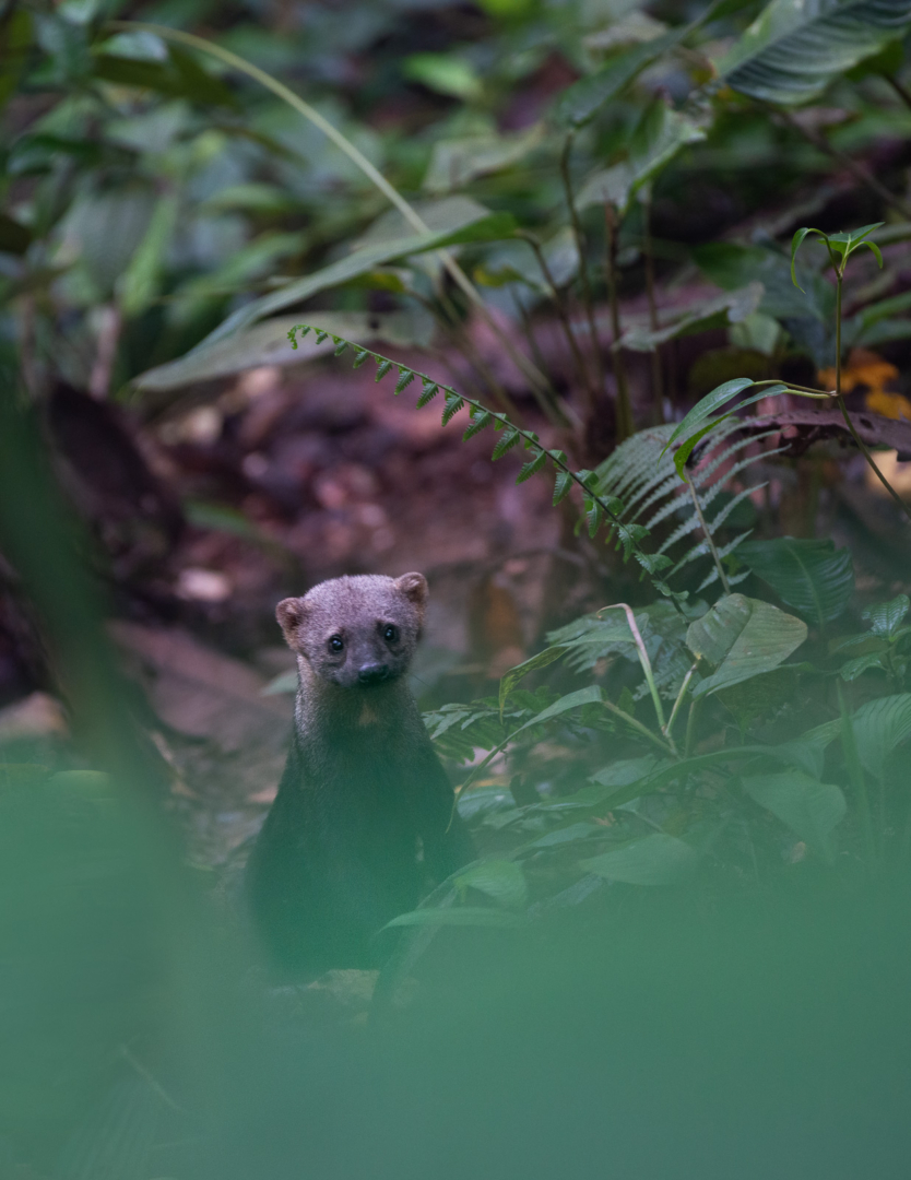 Tayra, Cloud Forest, Ecuador