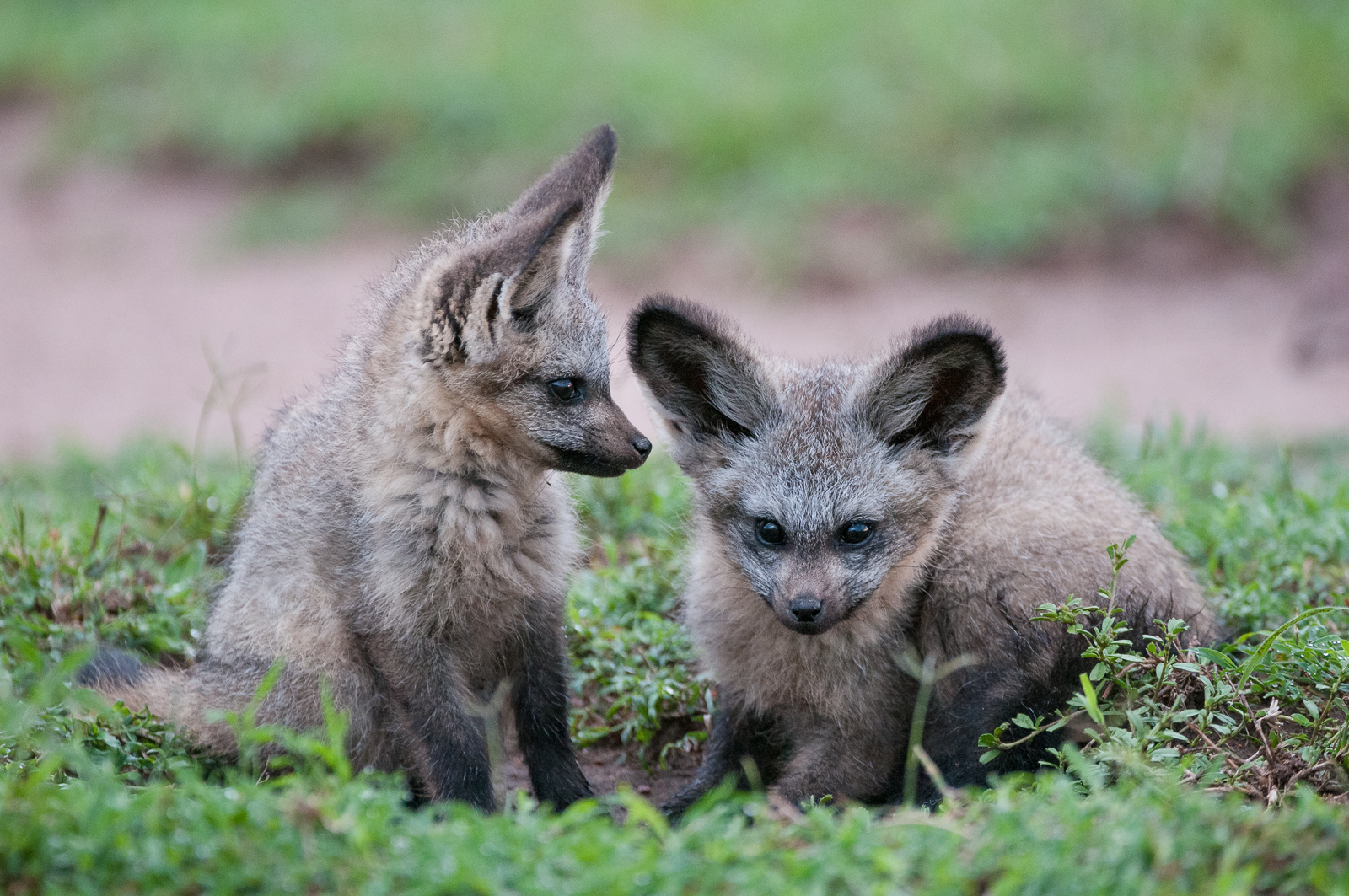 Bat-Eared Fox Pups, Masai Mara, Kenya