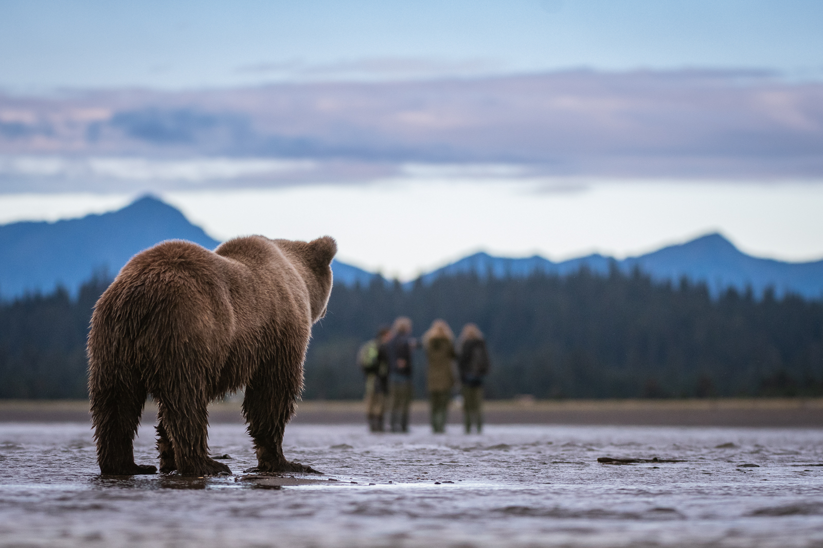 Coastal Brown Bear, Lae Clark, Alaska