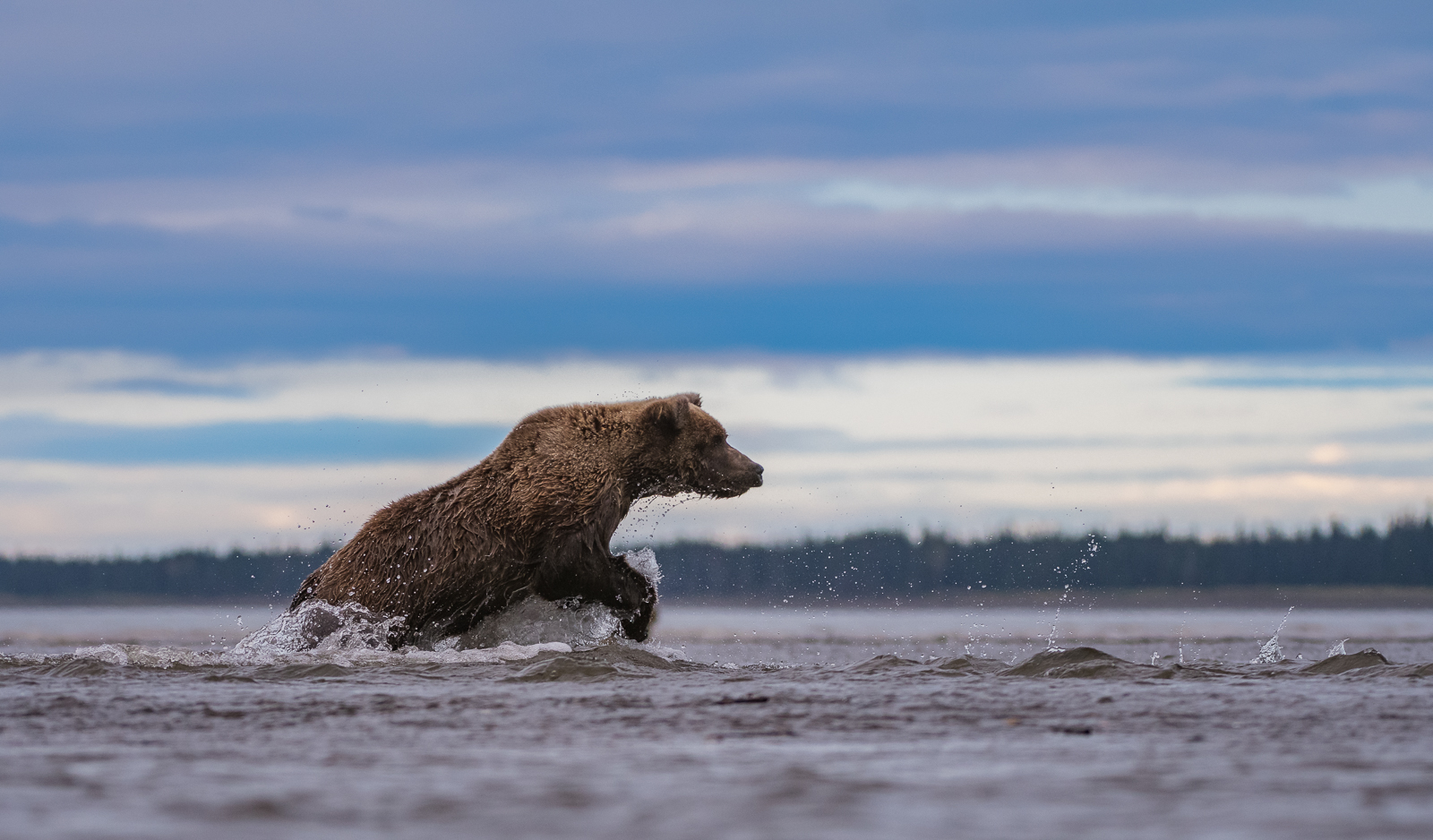 Coastal Brown Bear, Lake Clark, Alaska