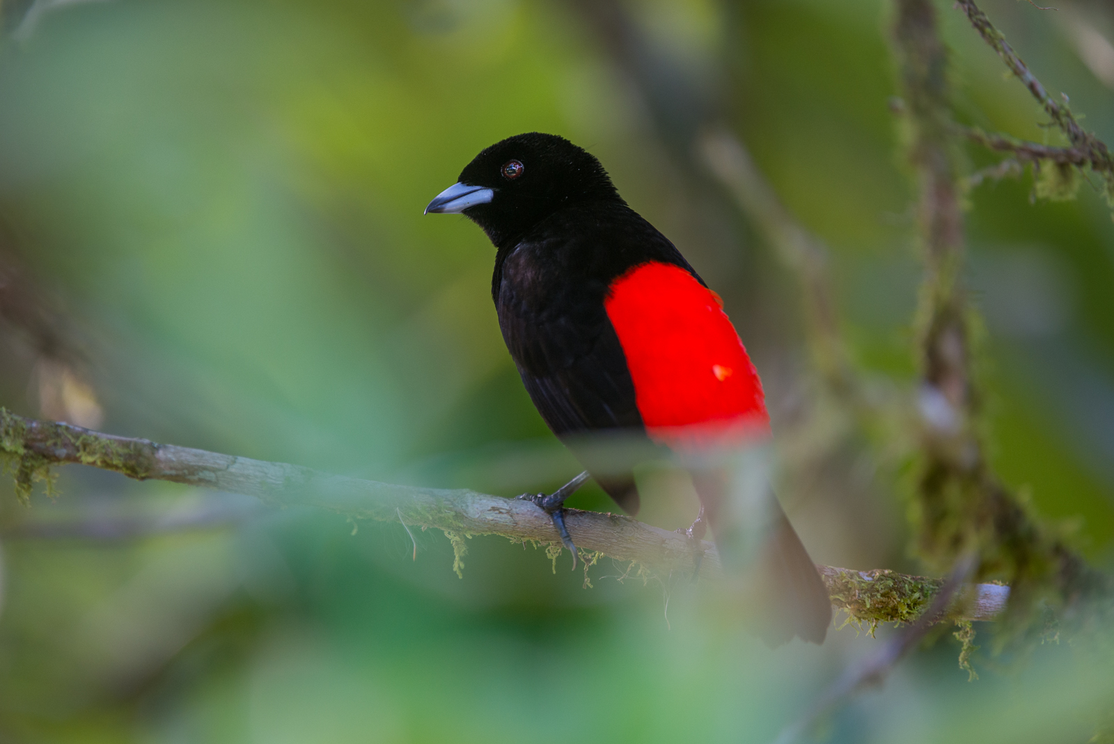 Flame Rumped Tanager, La Selva, Costa Rica