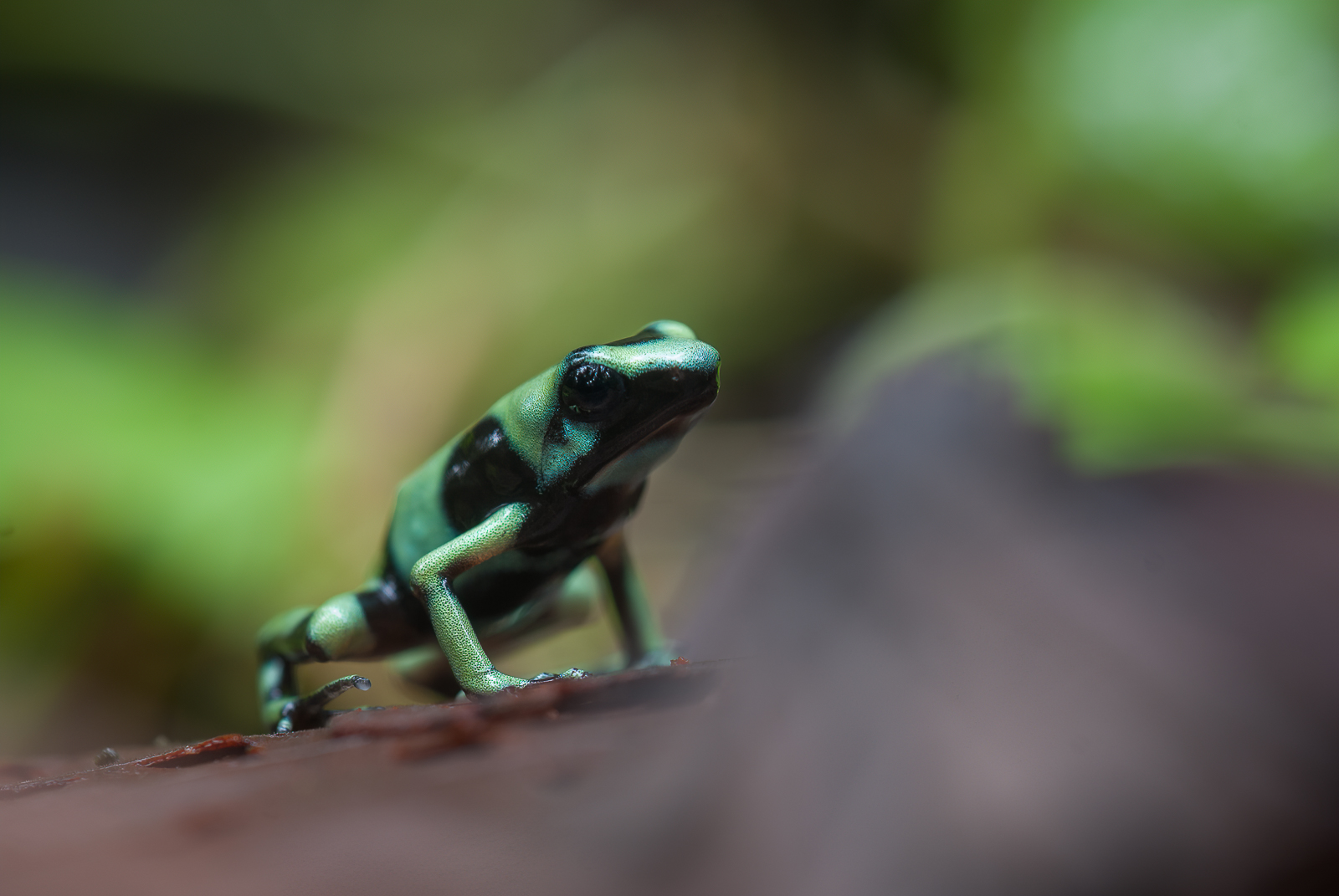Green and Black Poison Dart Frog, La Selva, Costa Rica