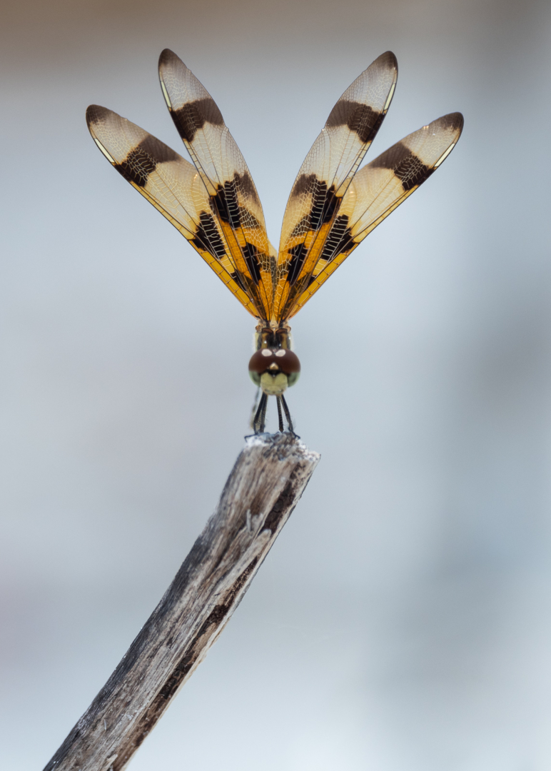 Halloween Pennant Dragonfly, Florida