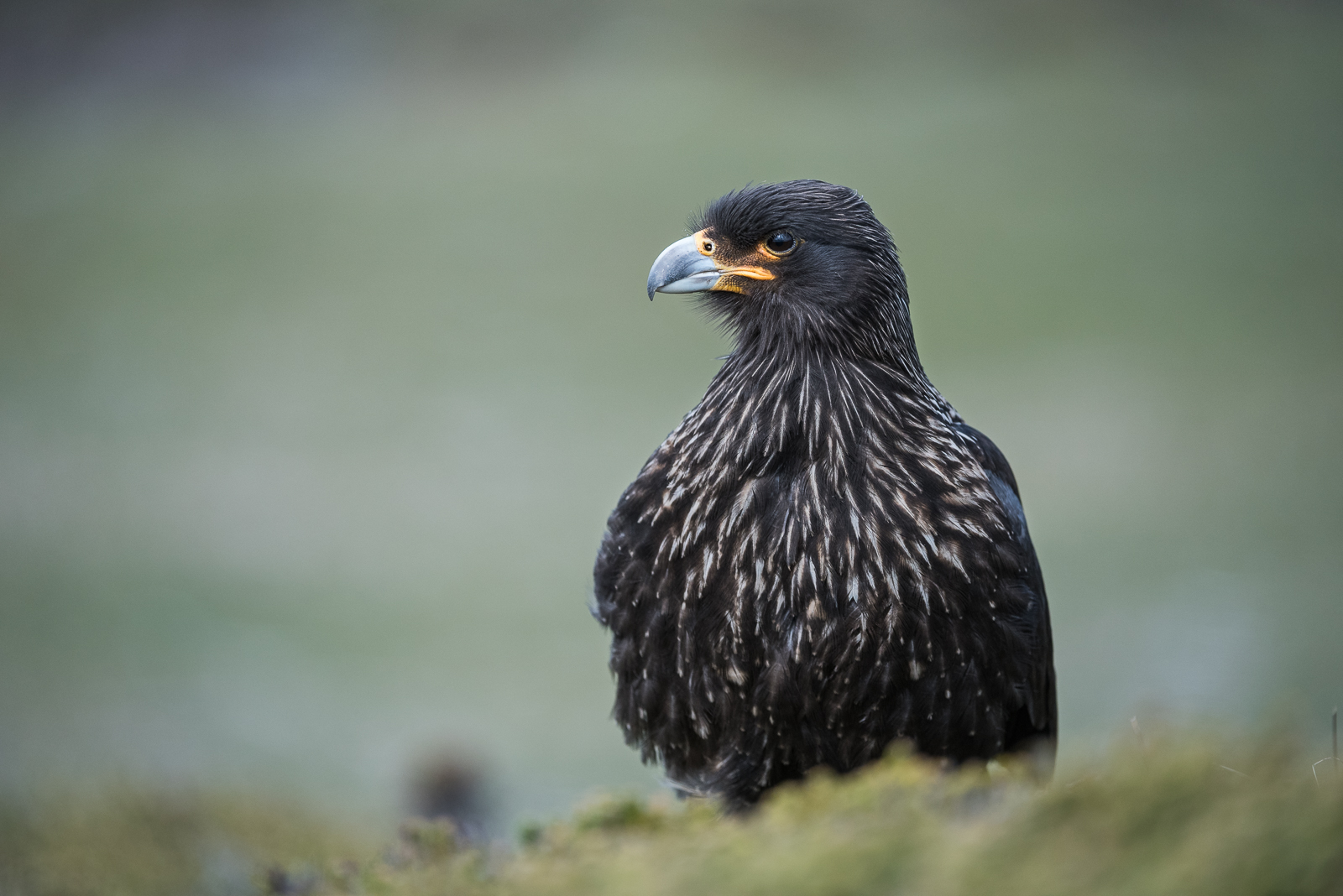 Striated Caracara, Saunders Island, Falkland Islands