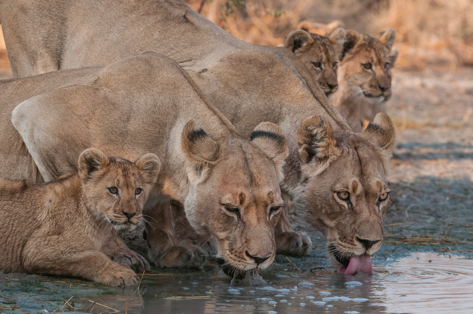 Lion Mothers and Cubs, Botswana