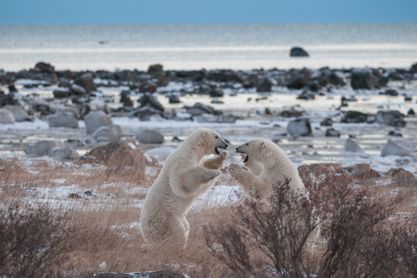 Polar Bears, Seal River, Manitoba, Canada