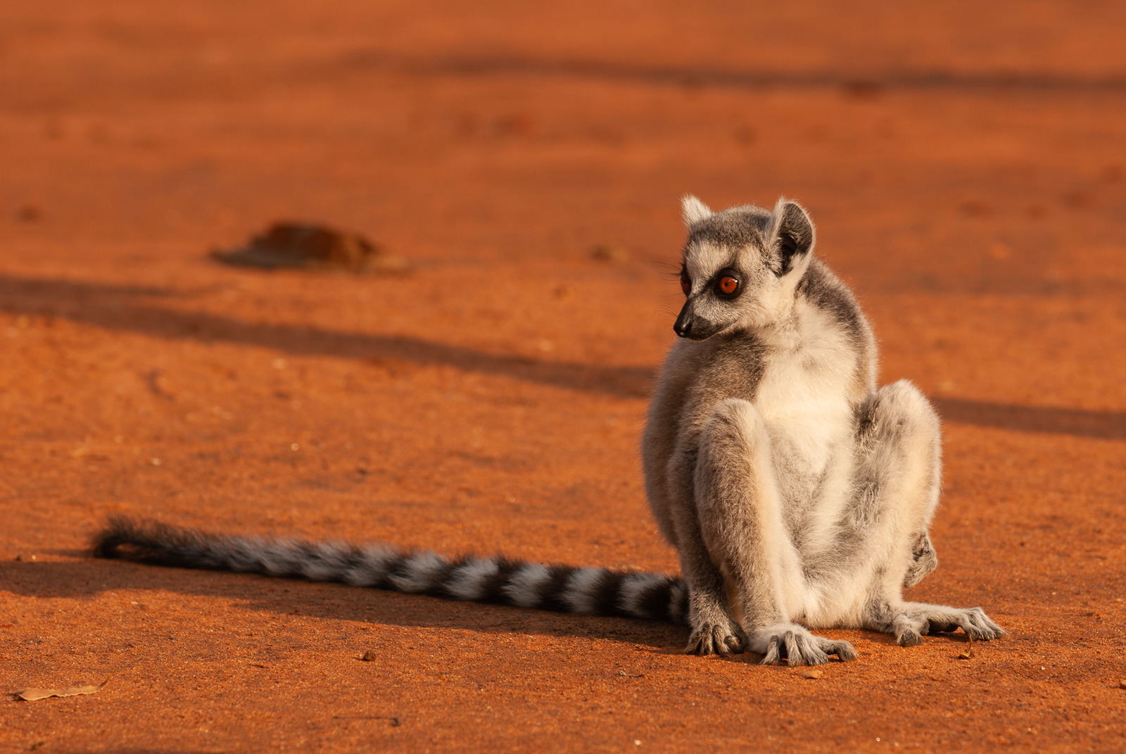 Ring-tailed lemur, Berenty Private Reserve, Madagascar