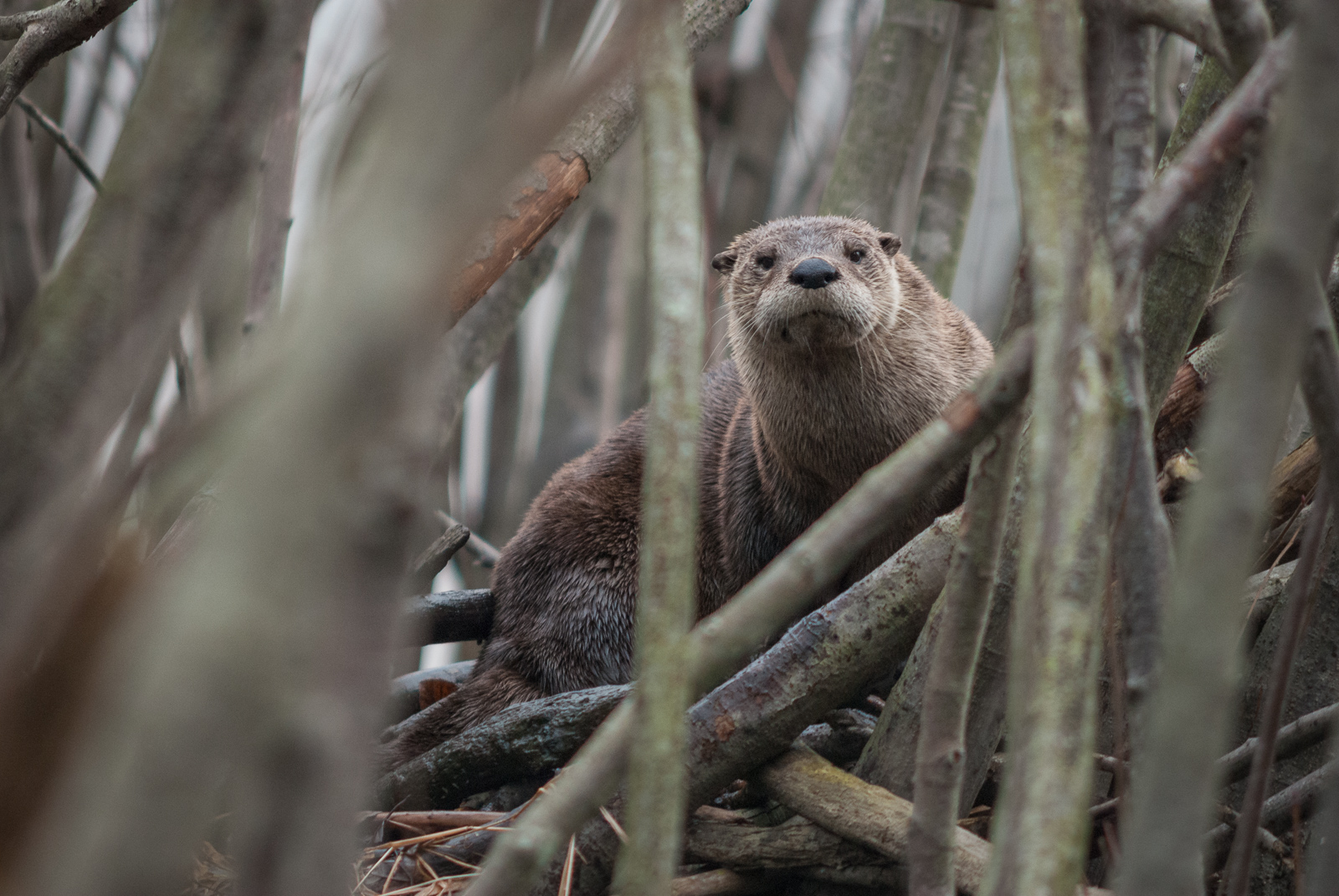 River Otter, Muscatatuck National Wildlife Refuge, Indiana