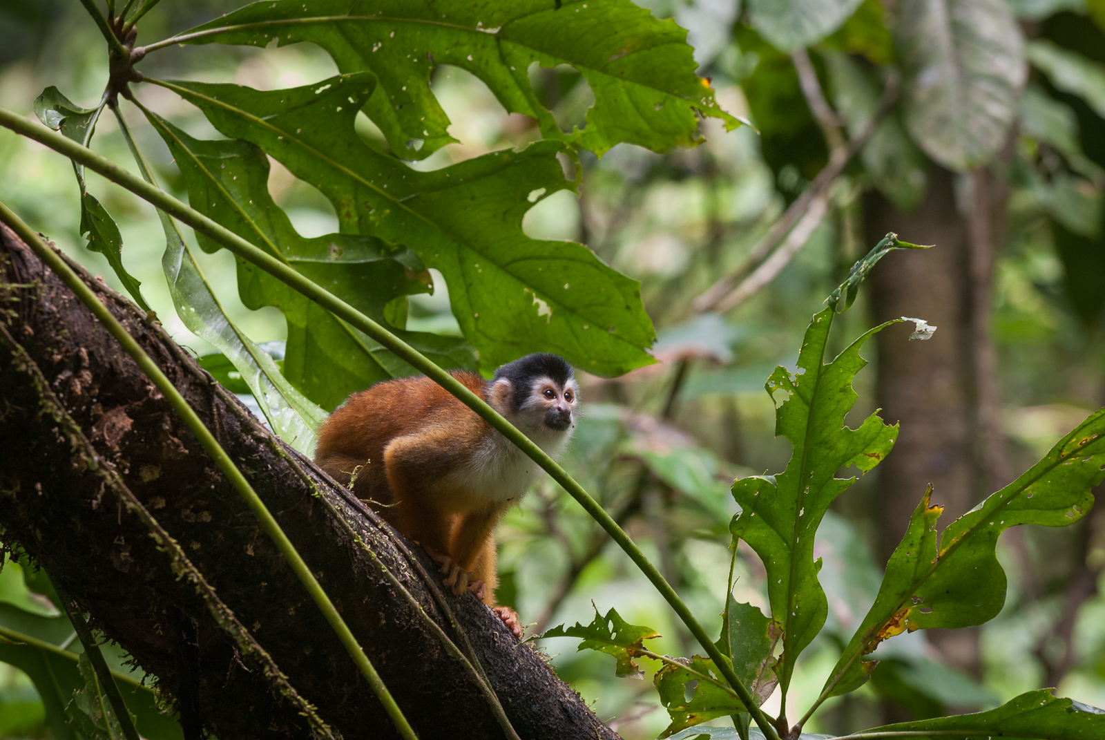 Central American Squirrel Monkey, Pavones, Costa Rica