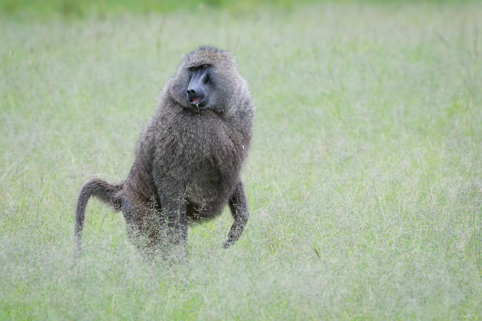 Olive Baboon, Masai Mara, Kenya