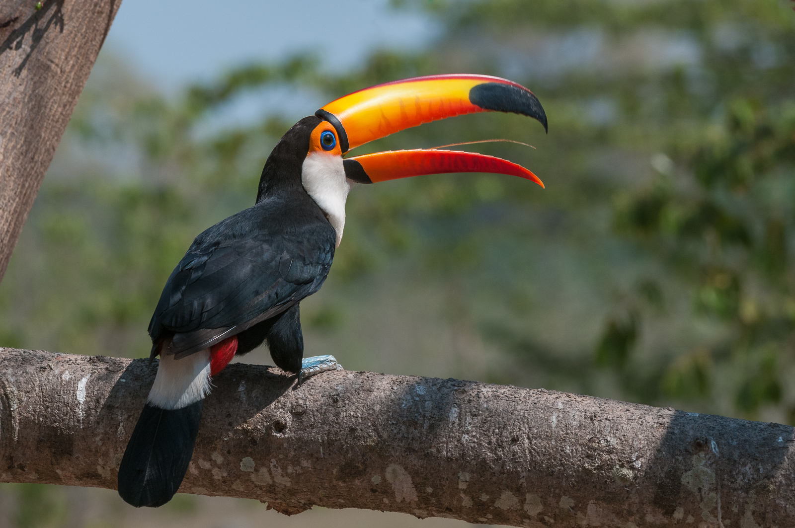 Toco Toucan, Pantanal, Brazil