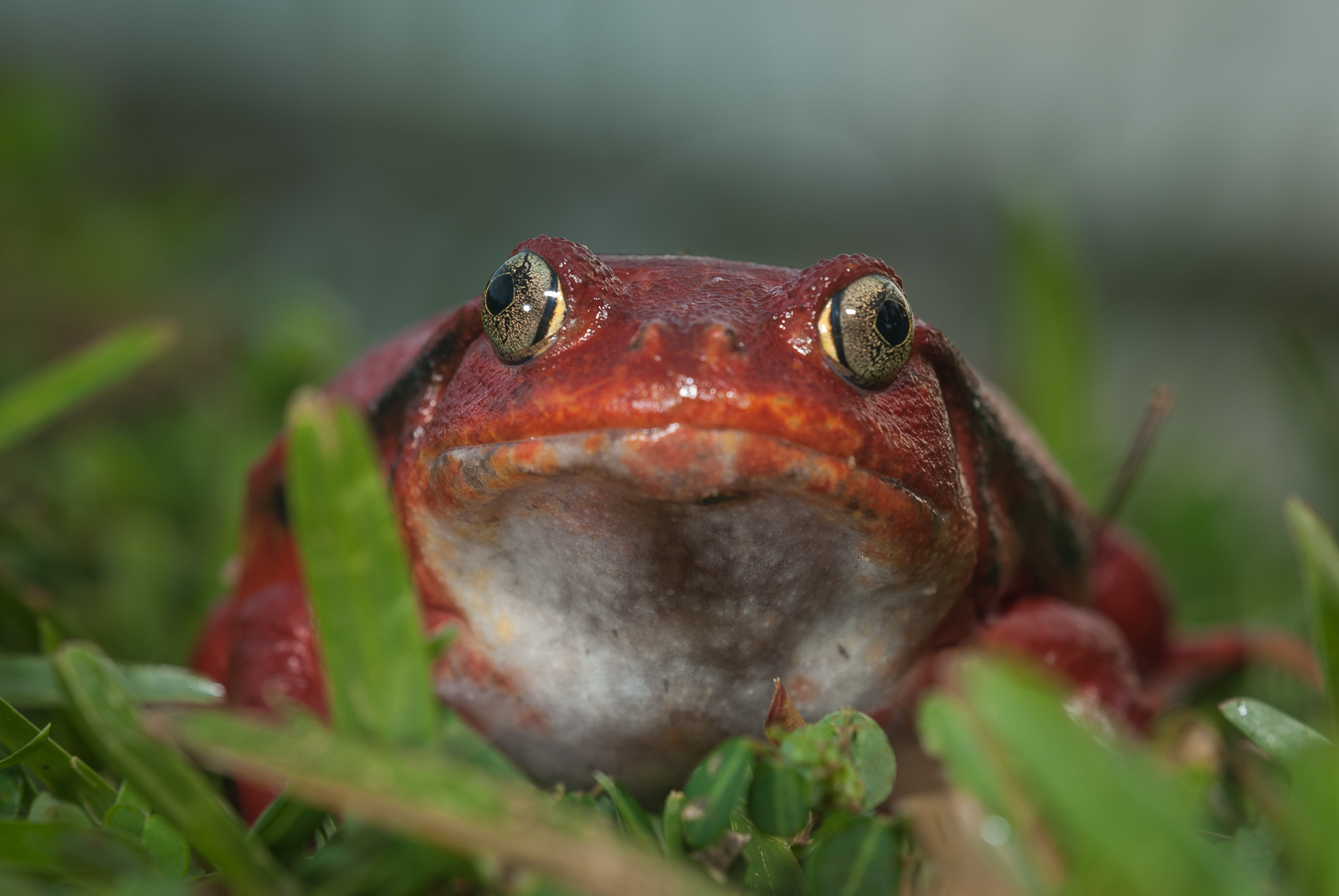 Tomato Frog (Dyscophus Antongili), Moroantsetra, Madagascar