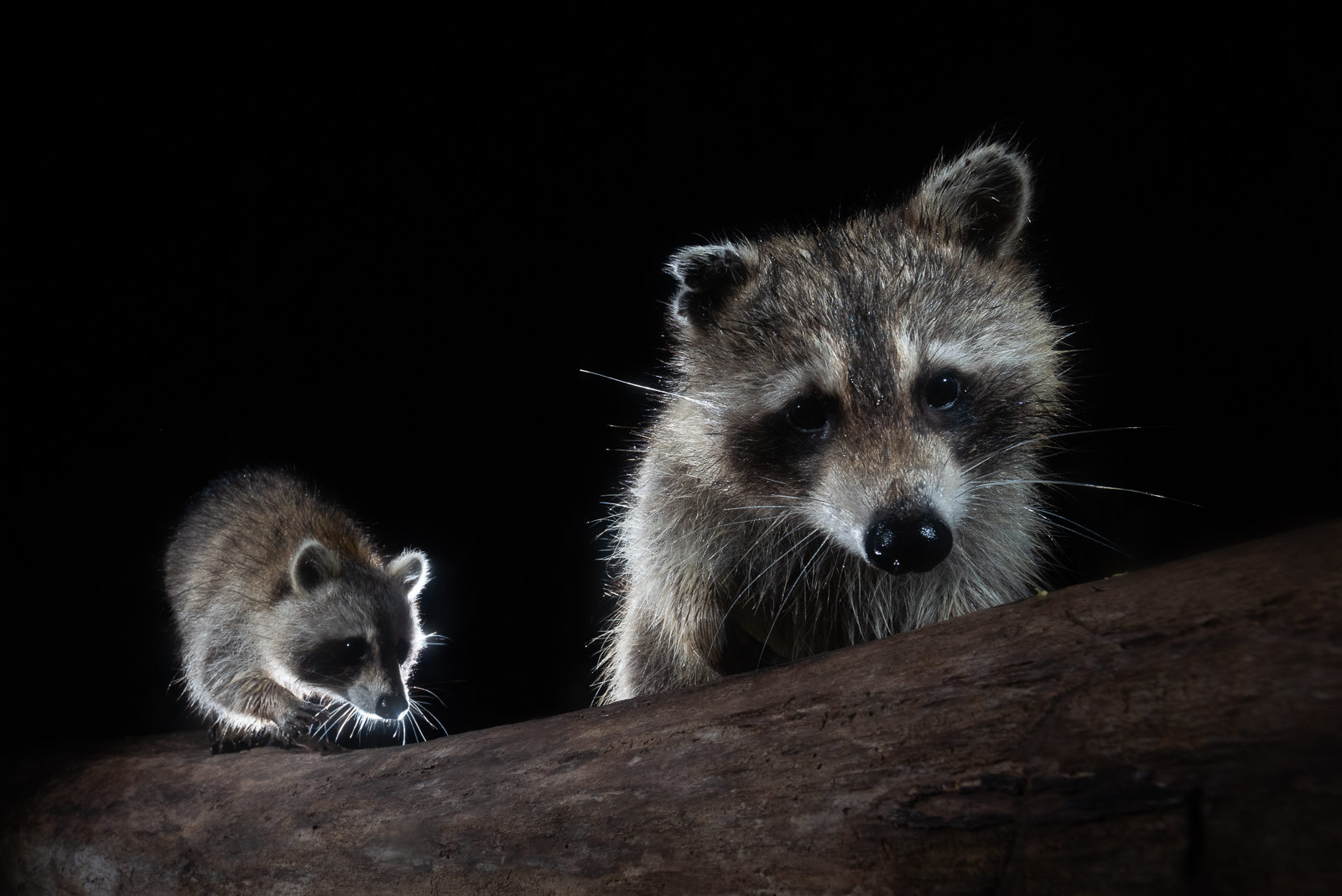 Two Raccoons, Farmington, Connecticut