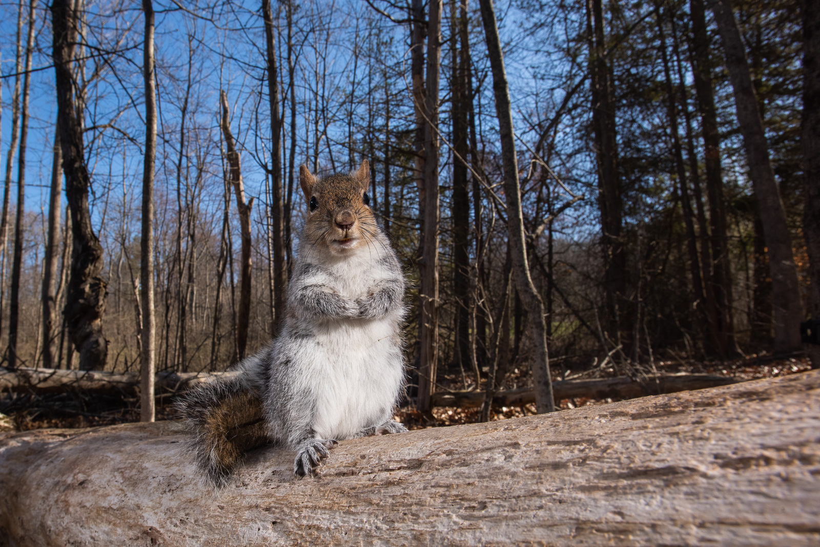 Eastern Grey Squirrel, Farmington, Connecticut