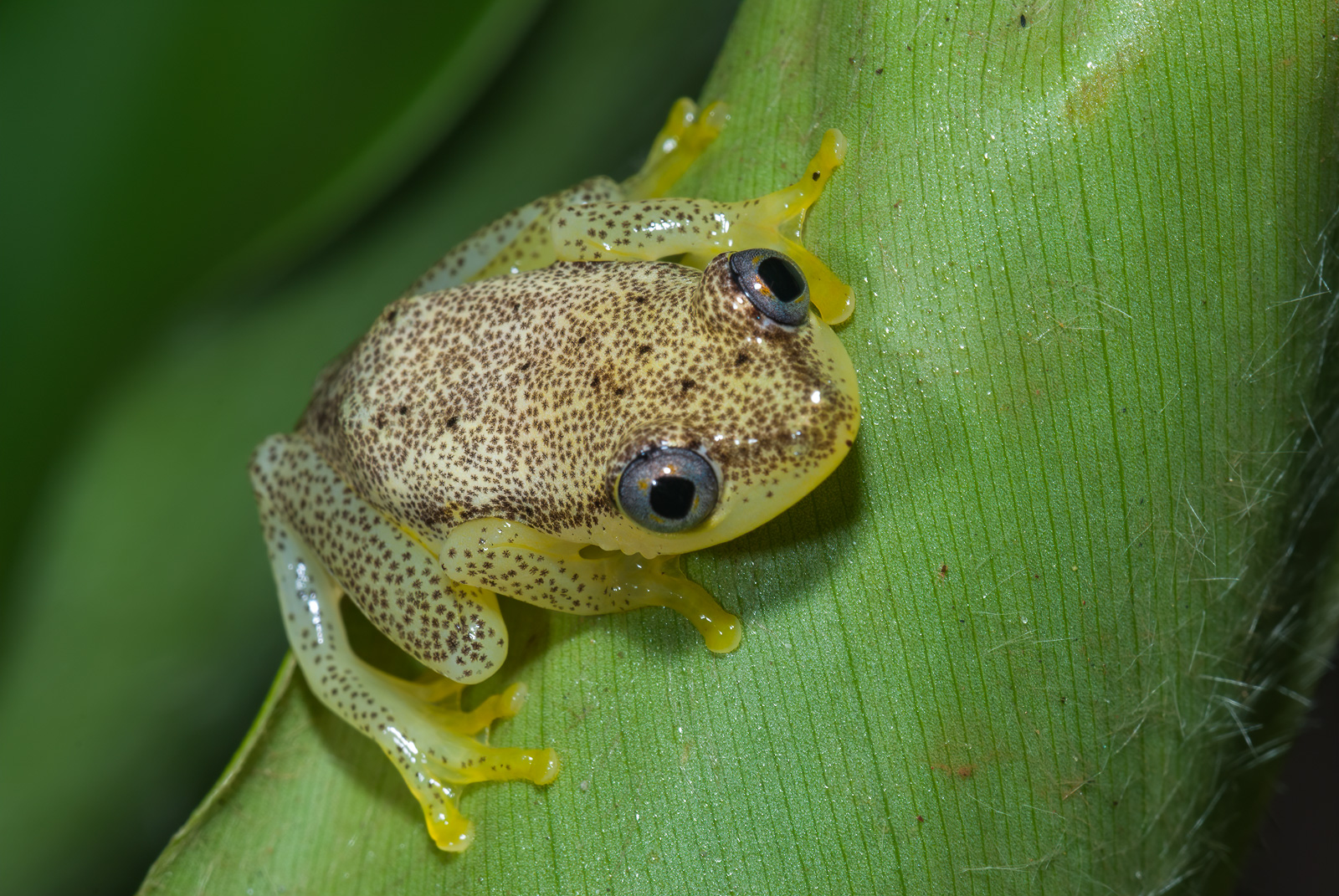 Heterixalus Betsileo, Perinet, Madagascar