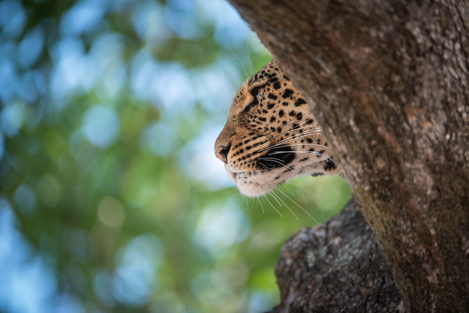 Leopard, Linyanti, Botswana