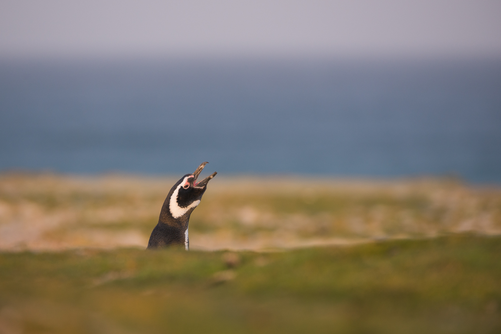 Magellanic Penguin, Volunteer Point, Falkland Islands