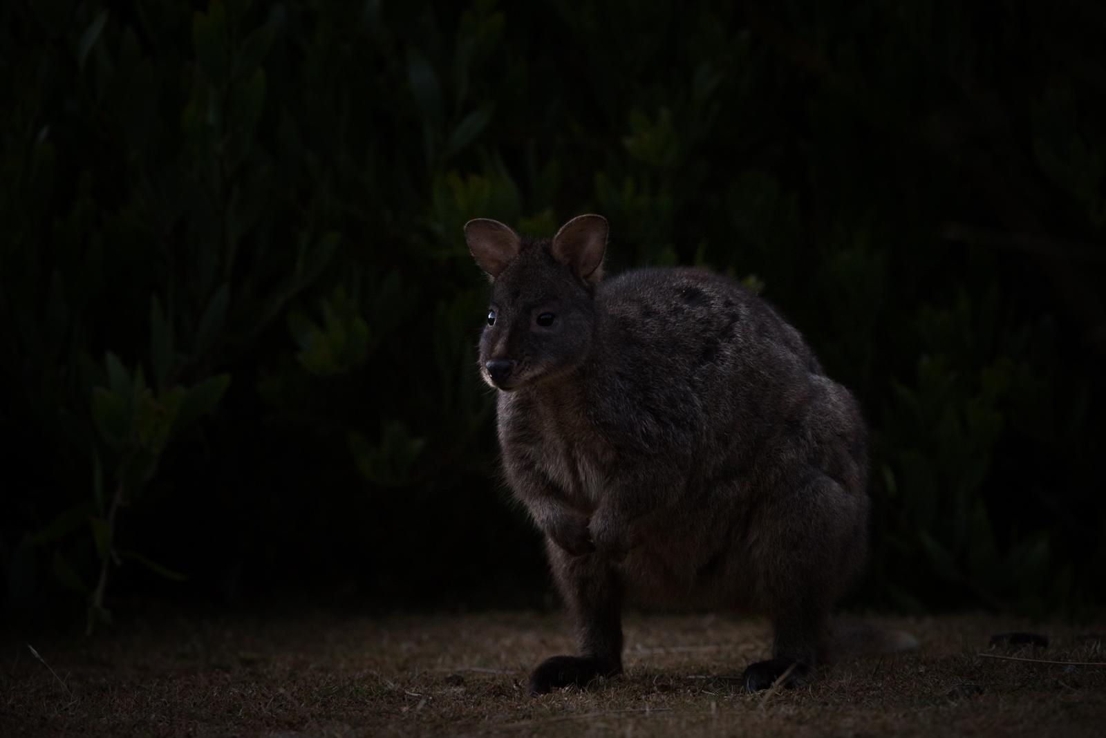 Tasmanian Pademelon, Tasmania, Australia